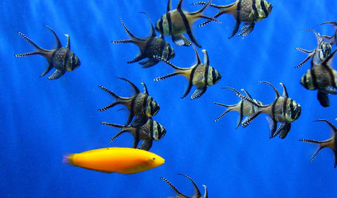 Guide to The ZSL London Zoo and Aquarium